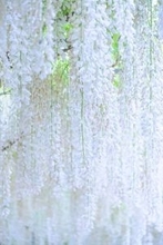 「この世のものとは思えない」「美しい宝石みたい」　藤沢・白旗神社の「白い藤」の透明感に2.1万人感動