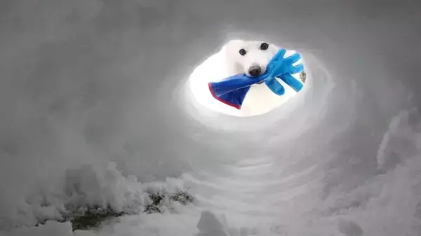 「手袋もってきたワン！」　雪のなか駆け付けた愛犬に10万人感動も...まさかの〝展開〟にズッコケ