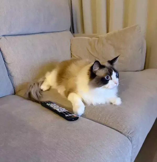 深夜2時、リビングから聞こえた〝謎の音〟　正体を確かめに行くと...まさかの状況に3.4万人驚がく