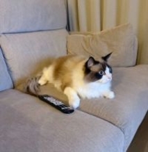 深夜2時、リビングから聞こえた〝謎の音〟　正体を確かめに行くと...まさかの状況に3.4万人驚がく