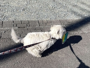 初心者の自覚が、ありますか？　お散歩中に〝たからもの〟見つけた0歳ワンコが可愛すぎ