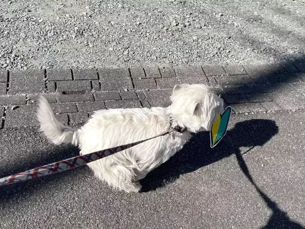 初心者の自覚が、ありますか？　お散歩中に〝たからもの〟見つけた0歳ワンコが可愛すぎ