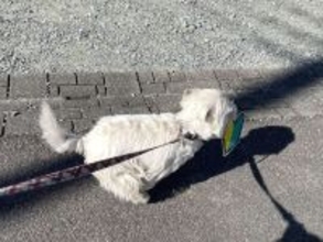 初心者の自覚が、ありますか？　お散歩中に〝たからもの〟見つけた0歳ワンコが可愛すぎ