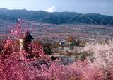 「春爛漫のピンク繚乱×富士山×グルメを満喫　山梨「お花見ピクニック」が欲張り家族にうってつけ！【4／4～5】」の画像1