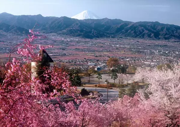 春爛漫のピンク繚乱×富士山×グルメを満喫　山梨「お花見ピクニック」が欲張り家族にうってつけ！【4／4～5】