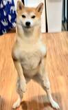 「なんだその立ち姿　あまりにも〝強そう〟な柴犬に1.3万人興奮「おひけぇなすって！」「義理堅い」」の画像1