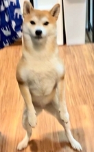 なんだその立ち姿　あまりにも〝強そう〟な柴犬に1.3万人興奮「おひけぇなすって！」「義理堅い」