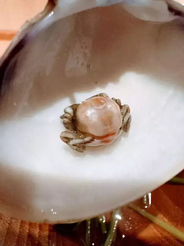 「うっかり食ったら歯が欠けそう」「予想外すぎる」　ハマグリの中から出てきた〝異物〟に3.3万人驚がく