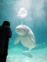 「なんかでてる！」「マンガみたい」「癒されます」　名古屋港水族館で噴出した〝ぽふぅ〟に4.6万人夢中