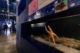 「「メガスターミー」「寄生獣すぎる」　竹島水族館のヒトデの〝衝撃フォルム〟に20万人困惑」の画像1