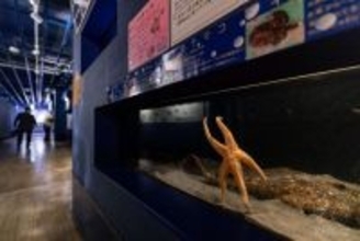 「メガスターミー」「寄生獣すぎる」　竹島水族館のヒトデの〝衝撃フォルム〟に20万人困惑