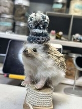 「えっ！ペットじゃないの？」　かわいいハリネズミの〝正体〟は...ネット驚がくの真相