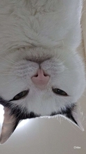 朝起きたら眼前に「あまりにもいい顔」　猫によるモーニングサービスに3.5万人羨望「幸せかよ」「絶景ですね」