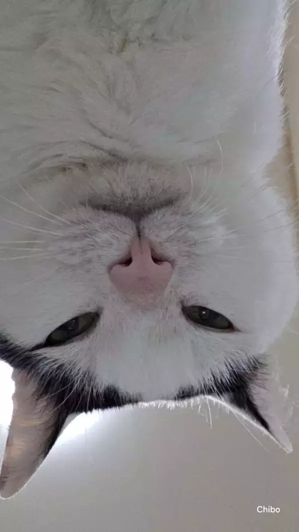 朝起きたら眼前に「あまりにもいい顔」　猫によるモーニングサービスに3.5万人羨望「幸せかよ」「絶景ですね」