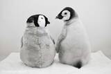 「かわいい×かわいいで1.1万人もん絶　アドベンチャーワールドの赤ちゃんペンギン＆ぬいが最強すぎる」の画像1