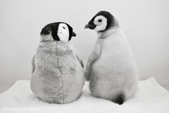 かわいい×かわいいで1.1万人もん絶　アドベンチャーワールドの赤ちゃんペンギン＆ぬいが最強すぎる