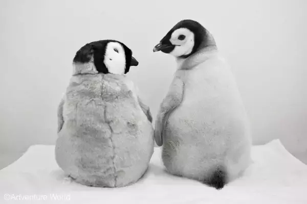 かわいい×かわいいで1.1万人もん絶　アドベンチャーワールドの赤ちゃんペンギン＆ぬいが最強すぎる