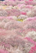 「すげ～絶景」「ずっと眺めていたい」　三重県いなべ市に出現中の〝桃源郷〟に5.1万人感嘆