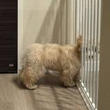 「「『吠え』はここで使ってね」　子犬の気配が消えたと思いきや...まさかの状態に3.4万人衝撃」の画像1