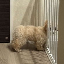 「『吠え』はここで使ってね」　子犬の気配が消えたと思いきや...まさかの状態に3.4万人衝撃