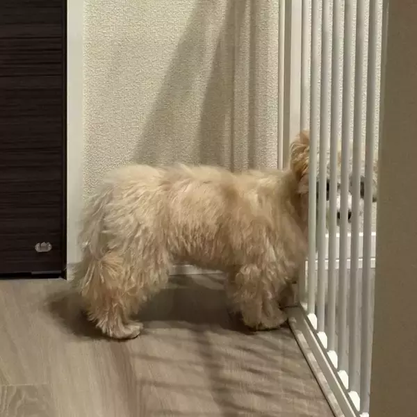 「『吠え』はここで使ってね」　子犬の気配が消えたと思いきや...まさかの状態に3.4万人衝撃