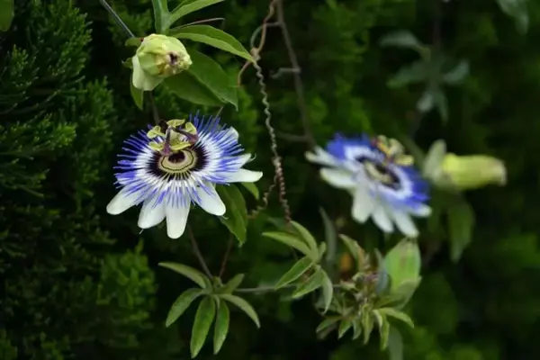 「貧しかった我が家　母が残していった、たったひとつの気がかり（鹿児島県・70代男性）」の画像