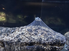 あまりにも縁起良すぎる〝オオサンショウウオ〟にネット驚がく　「どういう現象？！」「何がどうなって...」