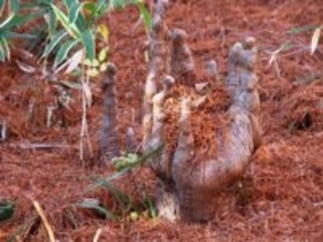 新宿御苑の地面から巨大な〝手〟が！？　衝撃光景にSNS驚がく「すげえな」「こんなんホラーじゃん」