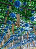 「〝ちいさな夏〟が閉じ込められた風鈴が、ずらり　京都・正寿院の「風鈴まつり」の清涼感がたまらない【6／1～9／30】」の画像1