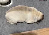 「デッッッッッカイ生牡蠣...ではありません　ぷくぷくパグさんの寝姿に2.9万人めろめろ」の画像1