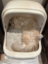 「自由すぎるｗｗｗ」「間違いすぎだよ」　トイレの使い方が超独特なにゃんこに4.4万人困惑