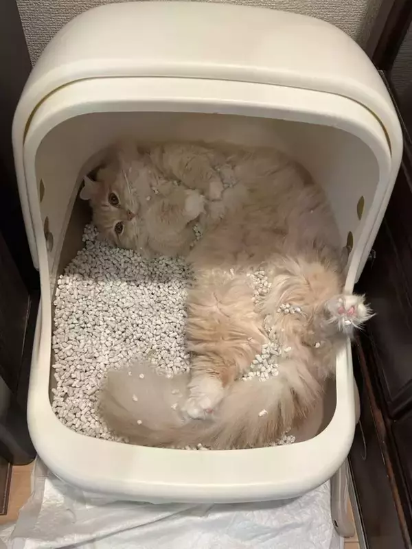 「自由すぎるｗｗｗ」「間違いすぎだよ」　トイレの使い方が超独特なにゃんこに4.4万人困惑