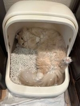 「自由すぎるｗｗｗ」「間違いすぎだよ」　トイレの使い方が超独特なにゃんこに4.4万人困惑