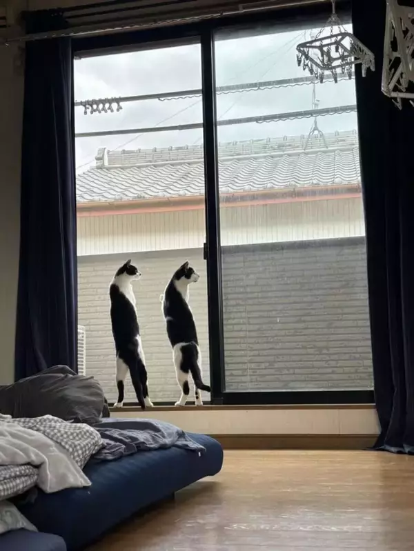 「平成に猫背置いてきたんか？」「猫の恩返しの立ち方」　あまりにも真っ直ぐな猫兄弟に4.3万人にっこり
