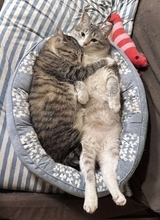 「なんで自然にこんな仲良しフォルムになるんやろ」　ピットリくっつく姉妹猫の尊さに1.5万人もん絶