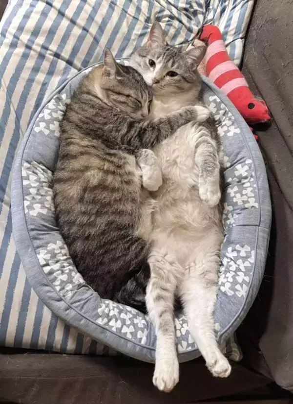 「なんで自然にこんな仲良しフォルムになるんやろ」　ピットリくっつく姉妹猫の尊さに1.5万人もん絶