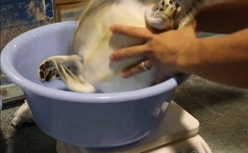 〝子ガメの体重測定〟が激しすぎて「かわいい」「ジワる」　三重・道の駅ウミガメ公園のポストに10万人破顔