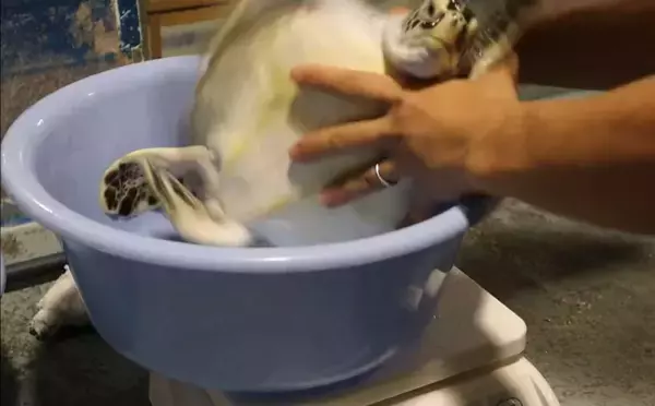 〝子ガメの体重測定〟が激しすぎて「かわいい」「ジワる」　三重・道の駅ウミガメ公園のポストに10万人破顔