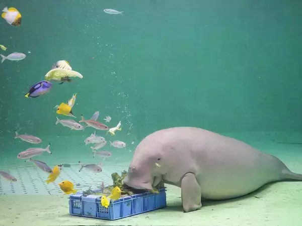 「ディズニープリンセスすぎる」　鳥羽水族館の〝アイドル〟の食事シーンが尊くて...1.1万人うっとり