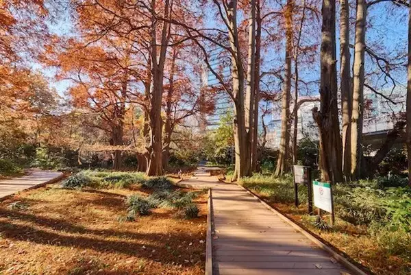 あなたには何に見えるかな？　新宿御苑の地面には「ラクウショウ」の不思議な世界が広がっている