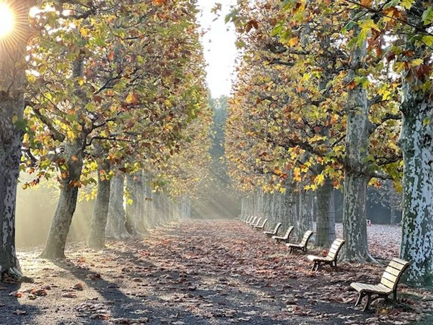 あなたには何に見えるかな？　新宿御苑の地面には「ラクウショウ」の不思議な世界が広がっている