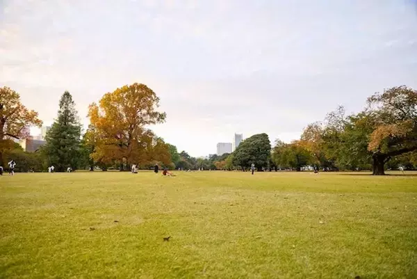 「あなたには何に見えるかな？　新宿御苑の地面には「ラクウショウ」の不思議な世界が広がっている」の画像
