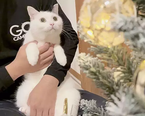 猫さん、初めて見た〝あのインテリア〟にこの表情　「目が輝いてる」「嬉しそー」と1.2万人ほっこり