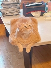 あまりにも四角すぎる猫、激写される　「これもう座布団だろ」「食パンの耳」と1.4万人困惑