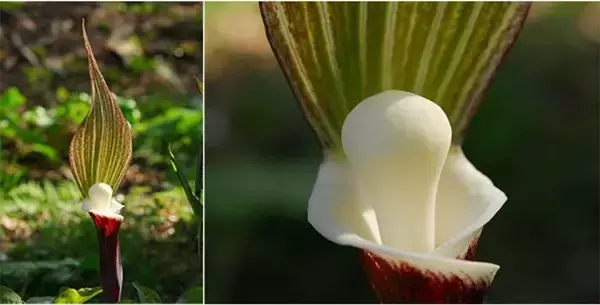 「おもちにしか見えない...　絶滅危惧II類のユニーク植物「モチユキソウ」六甲山で見ごろ迎える」の画像
