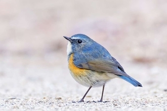 バードウォッチング中に〝浮遊する球体〟あらわる　激写された姿にSNS注目