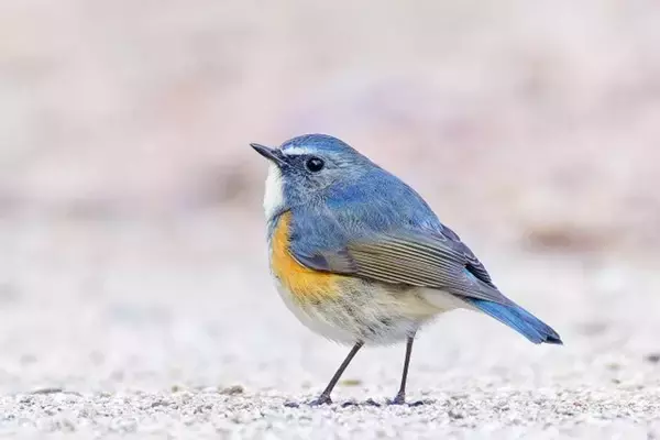 バードウォッチング中に〝浮遊する球体〟あらわる　激写された姿にSNS注目