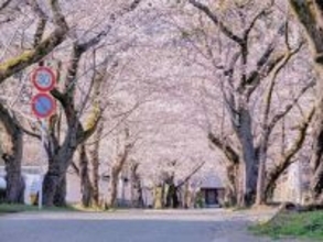 城下町の空を埋め尽くす「桜のトンネル」もうすぐ満開　福岡・秋月城跡「杉の馬場」で週末絶景チャンス
