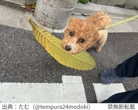 散歩中の愛犬が「近所のおばあちゃんに褒められてた」　その理由は...7.2万人も賞賛「私も褒めちぎりたい」