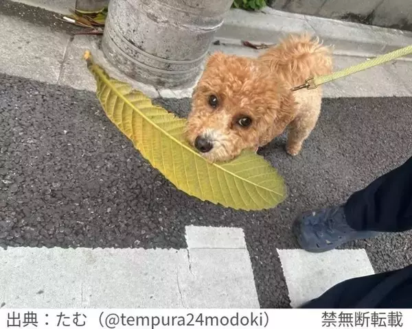散歩中の愛犬が「近所のおばあちゃんに褒められてた」　その理由は...7.2万人も賞賛「私も褒めちぎりたい」